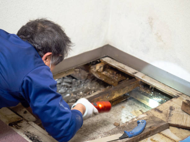 Best DIY Mold Remediation Support Services in Eldorado, IL
