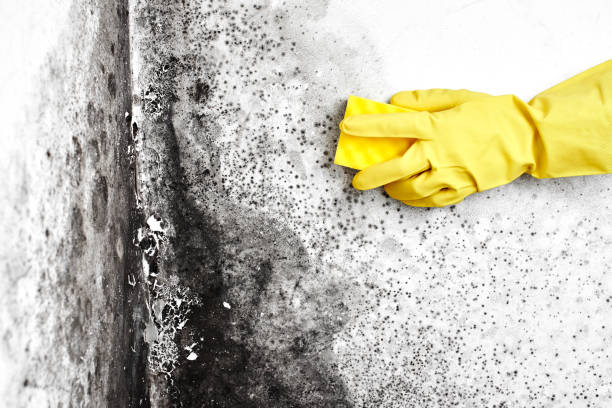 Best Crawl Space Mold Remediation in Eldorado, IL