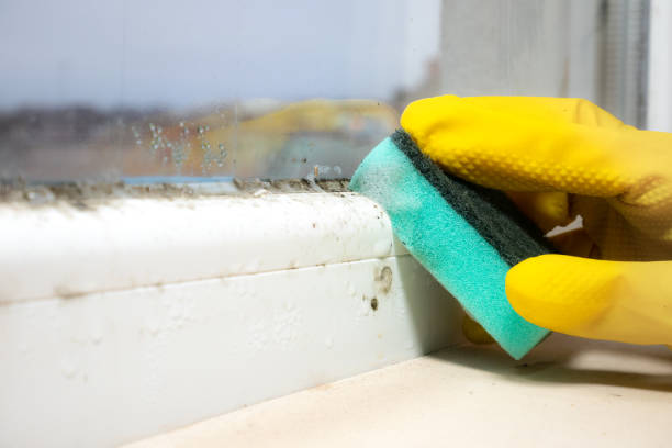Best Bathroom Mold Remediation in Eldorado, IL