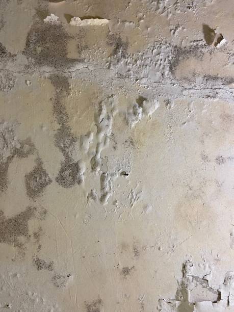 Best HVAC Mold Remediation in Eldorado, IL