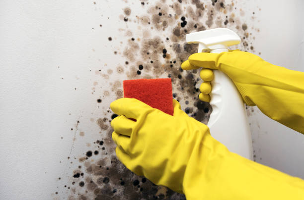 Best Black Mold Remediation in Eldorado, IL
