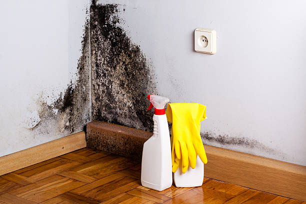 Best Emergency Mold Remediation in Eldorado, IL