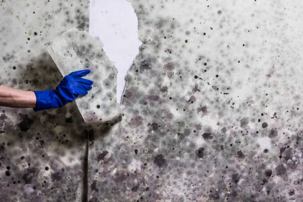 Best White Mold Remediation in Eldorado, IL